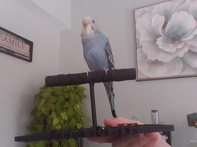 customizable bird perch