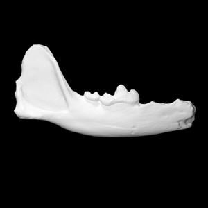 Vulpes right mandible