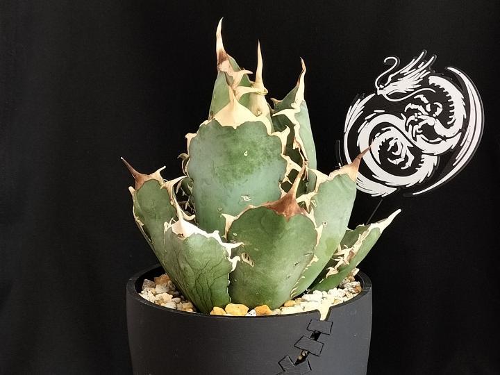 Agave Plant Tag / zt004 Dragon Claw