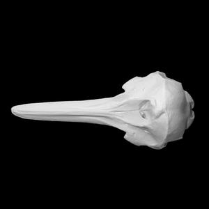 Long Beaked Common Dolphin