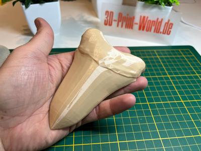 Megalodon Tooth with Display Stand