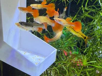 Fish tank feeder