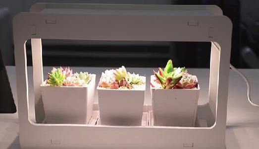 INTERIOR POTTED PLANT