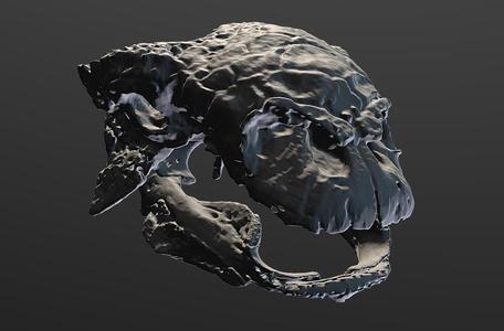 Euoplocephalus Skull