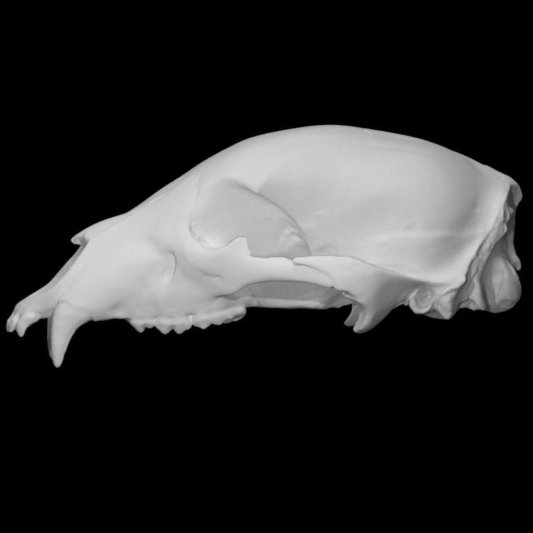 Bear Skull