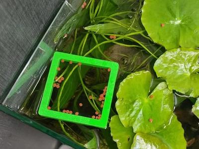 Simple Self-Floating Feeder Ring_Square