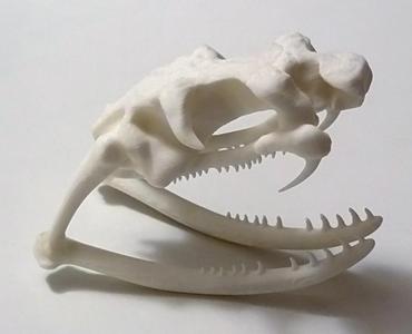 Cobra Skull