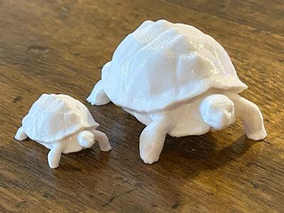 Tortoise