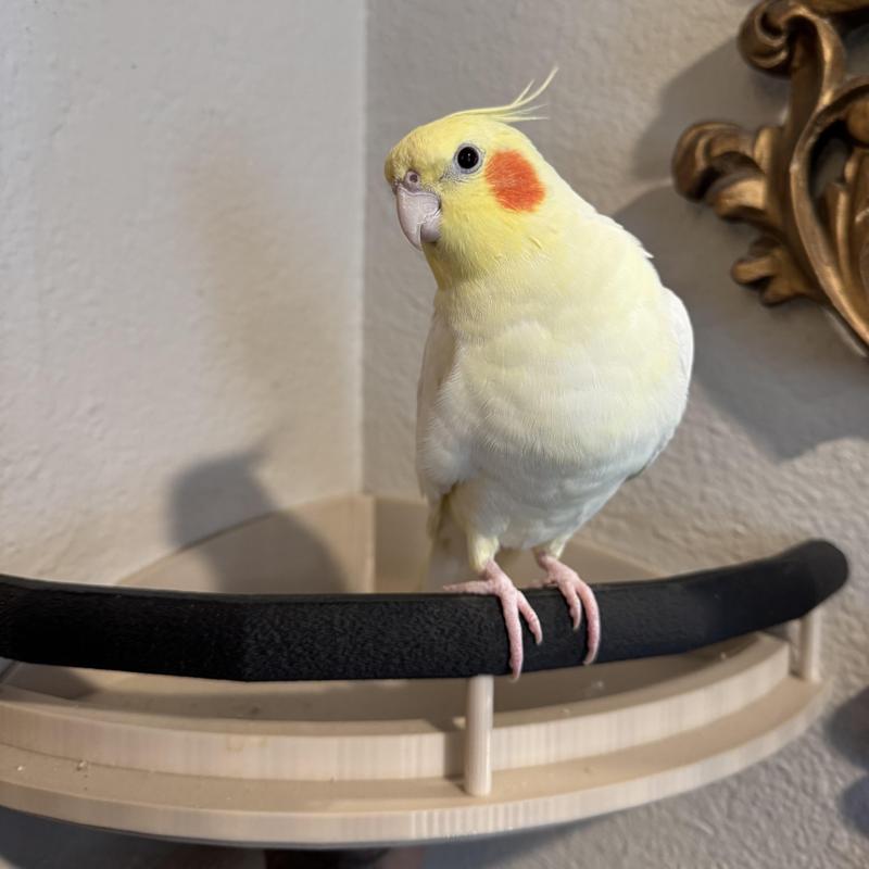 Pet Bird Corner Perch Wall Mount