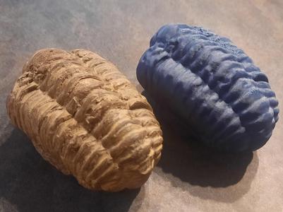 Trilobite fossil