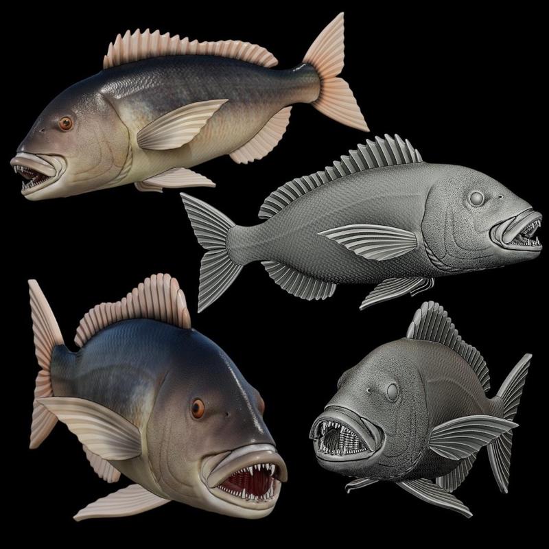 COMMON DENTEX / DENTEX DENTEX open mouth fish model for 3D printing