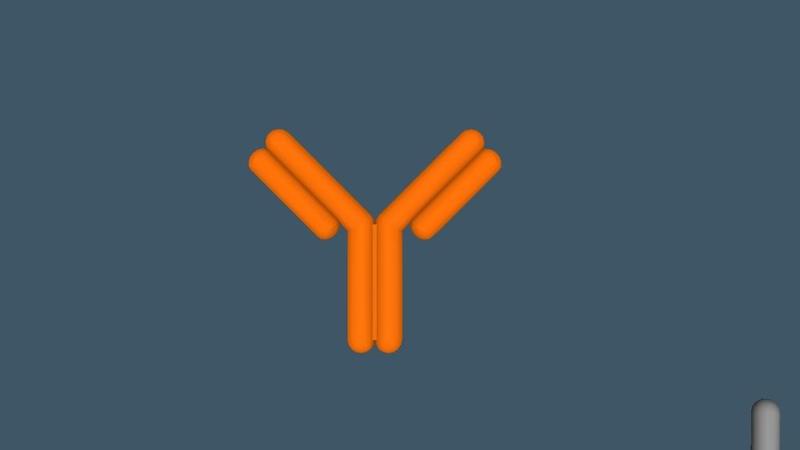 antibody and auto antibody