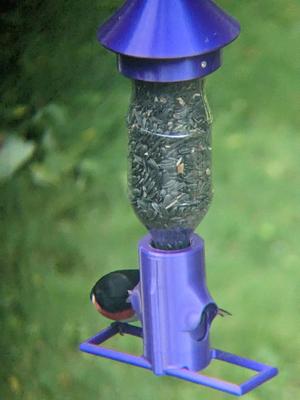 Squirrel Resistant 20oz Bird Feeder
