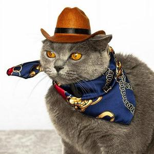 Cat With Cowboy Hat