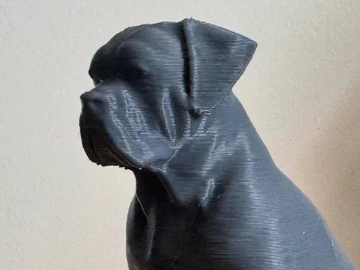 CANE CORSO – Highly Realistic and Detailed 3D Model