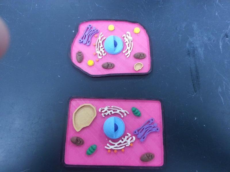 Animal and Plant Cell Construction Kit
