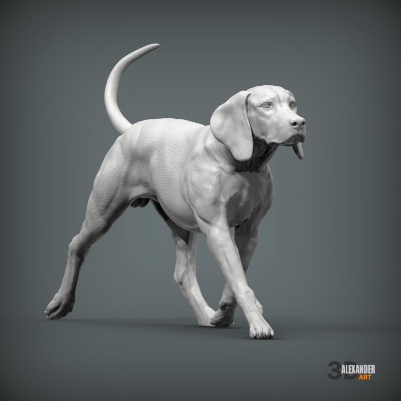 Hungarian Vizsla Running