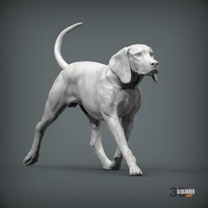Hungarian Vizsla Running