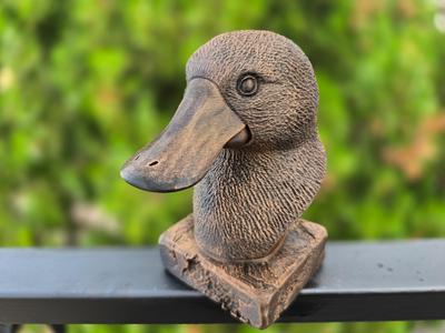 PLATYPUS BUST