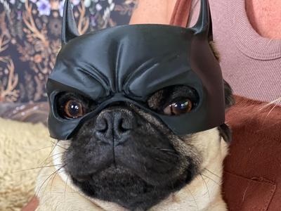 Batman Dog Mask for Short-Nosed Breeds 