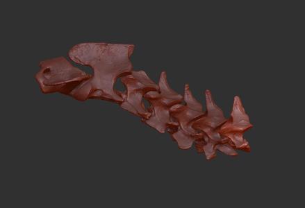 Cervical model of domestic cat