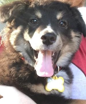Ninja Flex Bone Dog Tag Cover