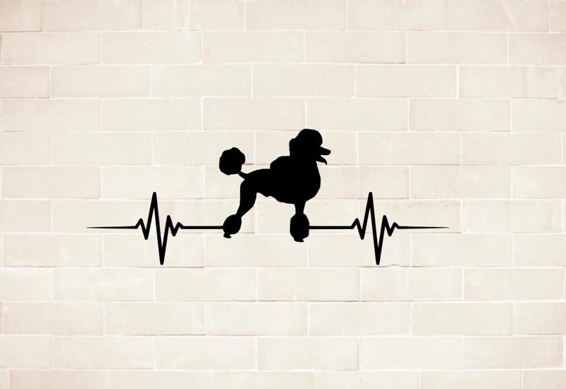 poodle dog home wall mural picture