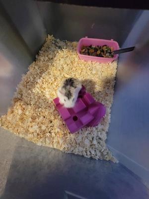 Classic Hamster House
