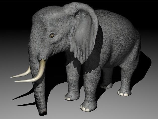 Elephant