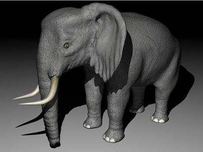 Elephant