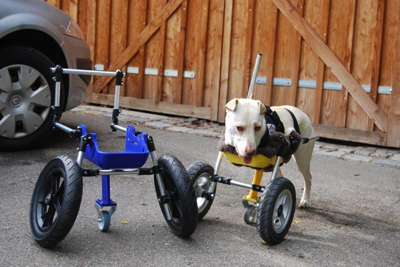 Dog wheelchair improved for twolegged dogs (front legs)