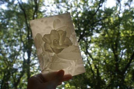 Camellia More-Than-a-Lithophane