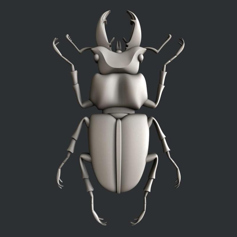 3d models bug