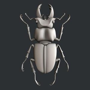 3d models bug