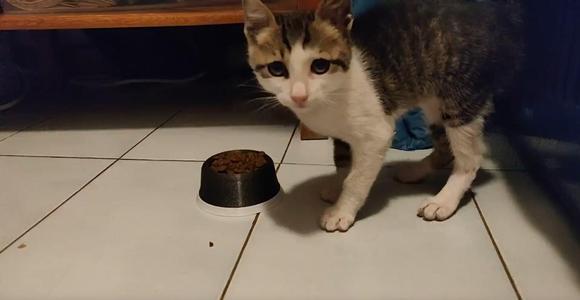 Cat bowl