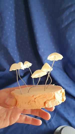 mushroom head of marasmius haematocephalus in tiger