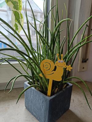 Snail houseplant decoration