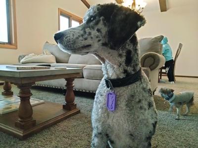 NFC Circle Card Dog Tag (Griffin)