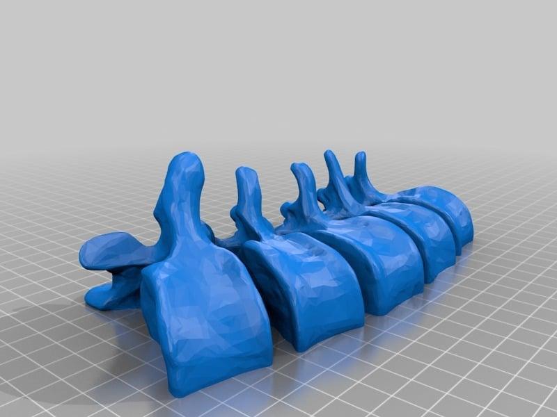 BodyParts3D Lumbar Vertebrae