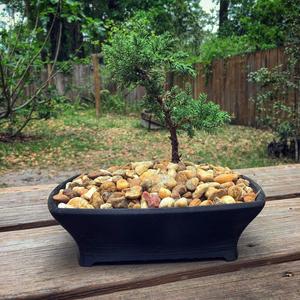 Bonsai Pot