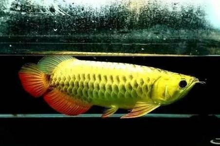 arowana