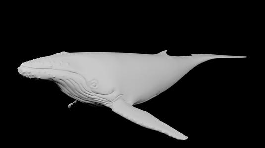 Humpback Whale (Humpback Whale)