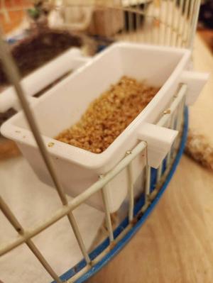 Cage Feeder and Drinker