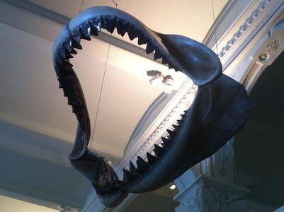 Megaladon Jaw