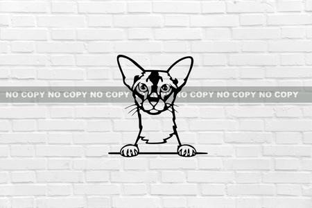 Colorpoint shorthair cat wall decoration