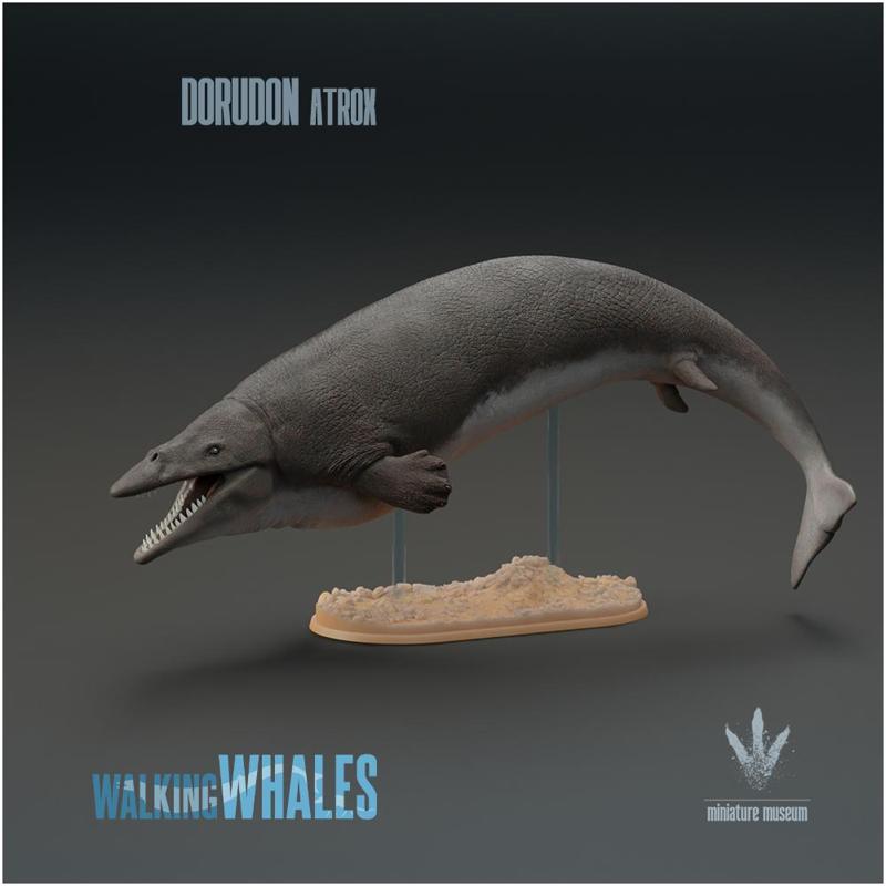 Dorudon atrox : Spear-toothed Whale