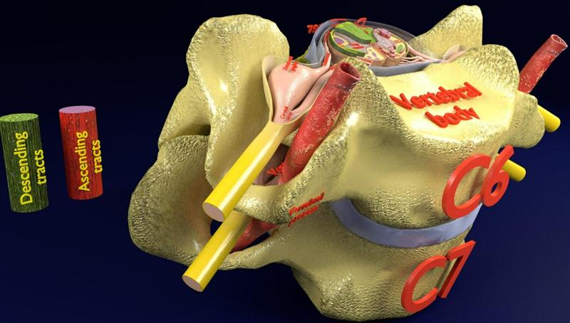 3D model Spinal Tracts cord vertebrae labelled