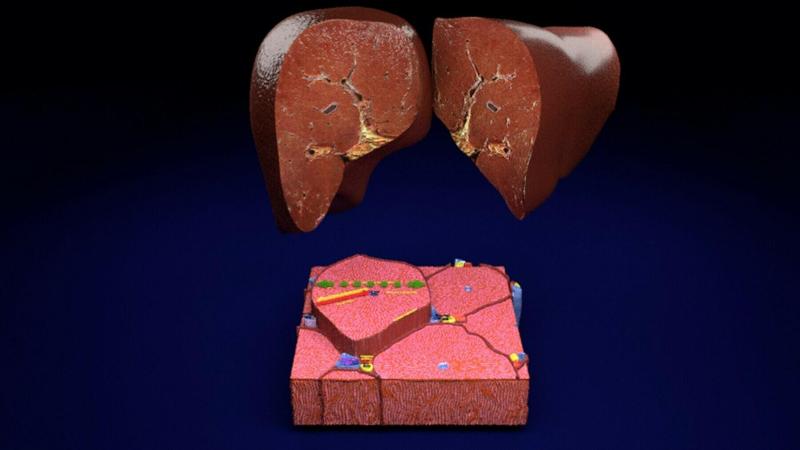 Liver lobule histology 3D model