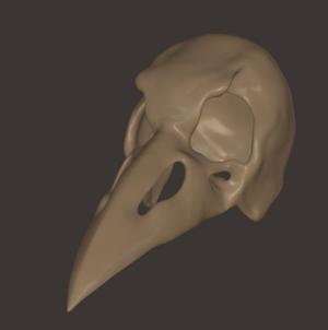 Bird skull