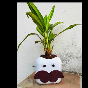 Mr Moustache
